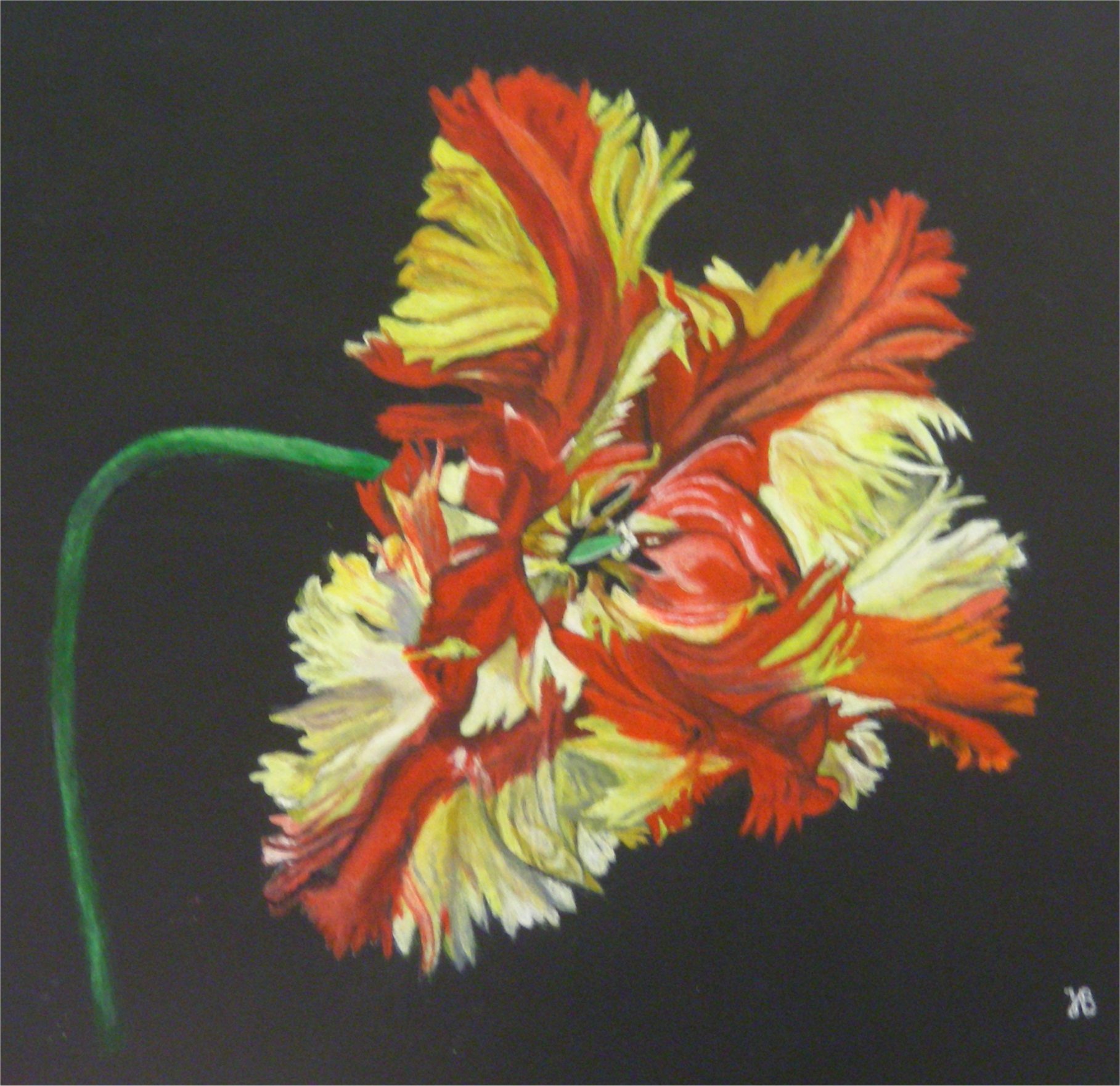 tulipe perroquet