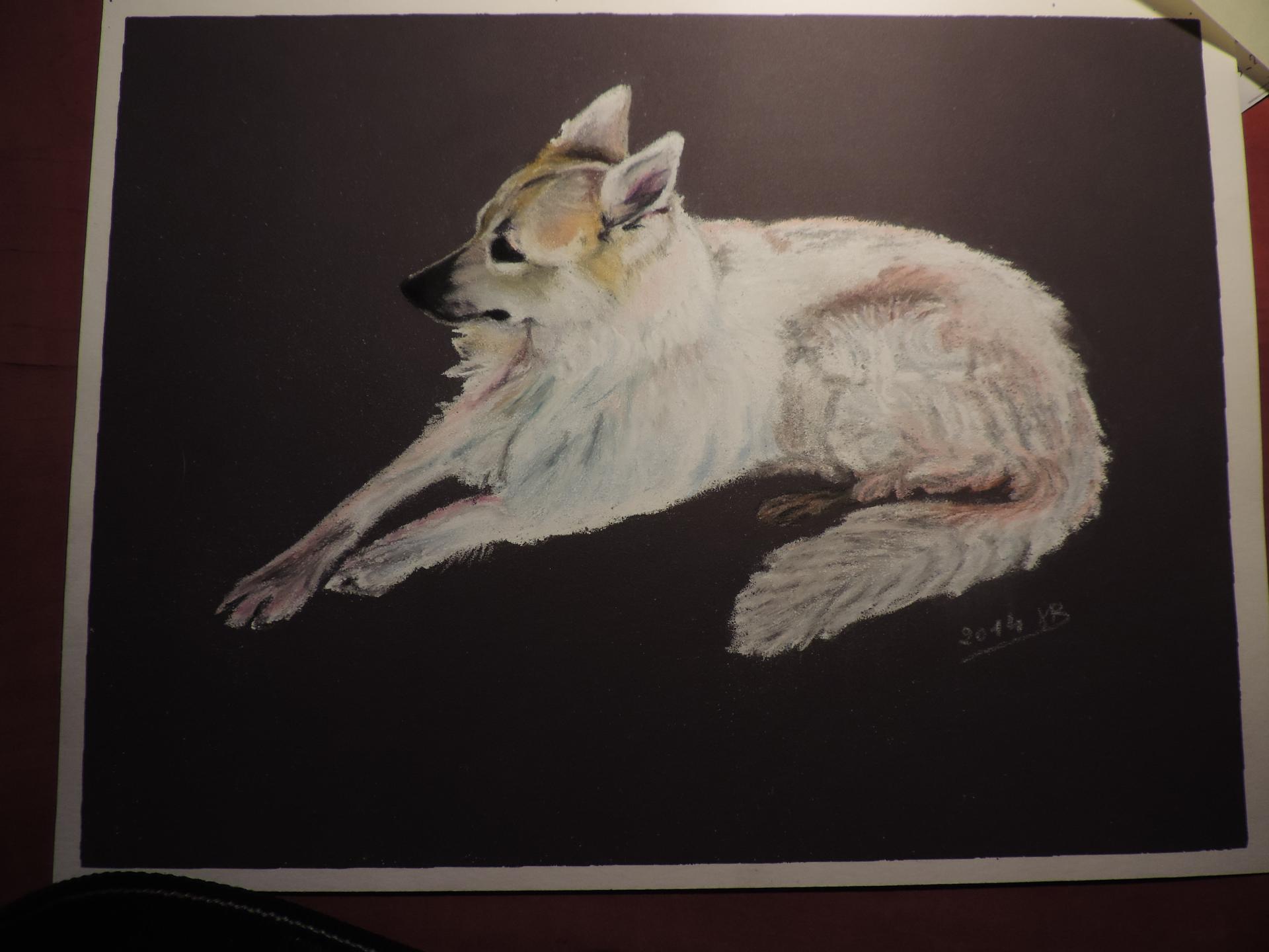 chien blanc