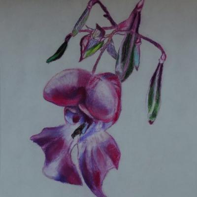 Fleur sauvage