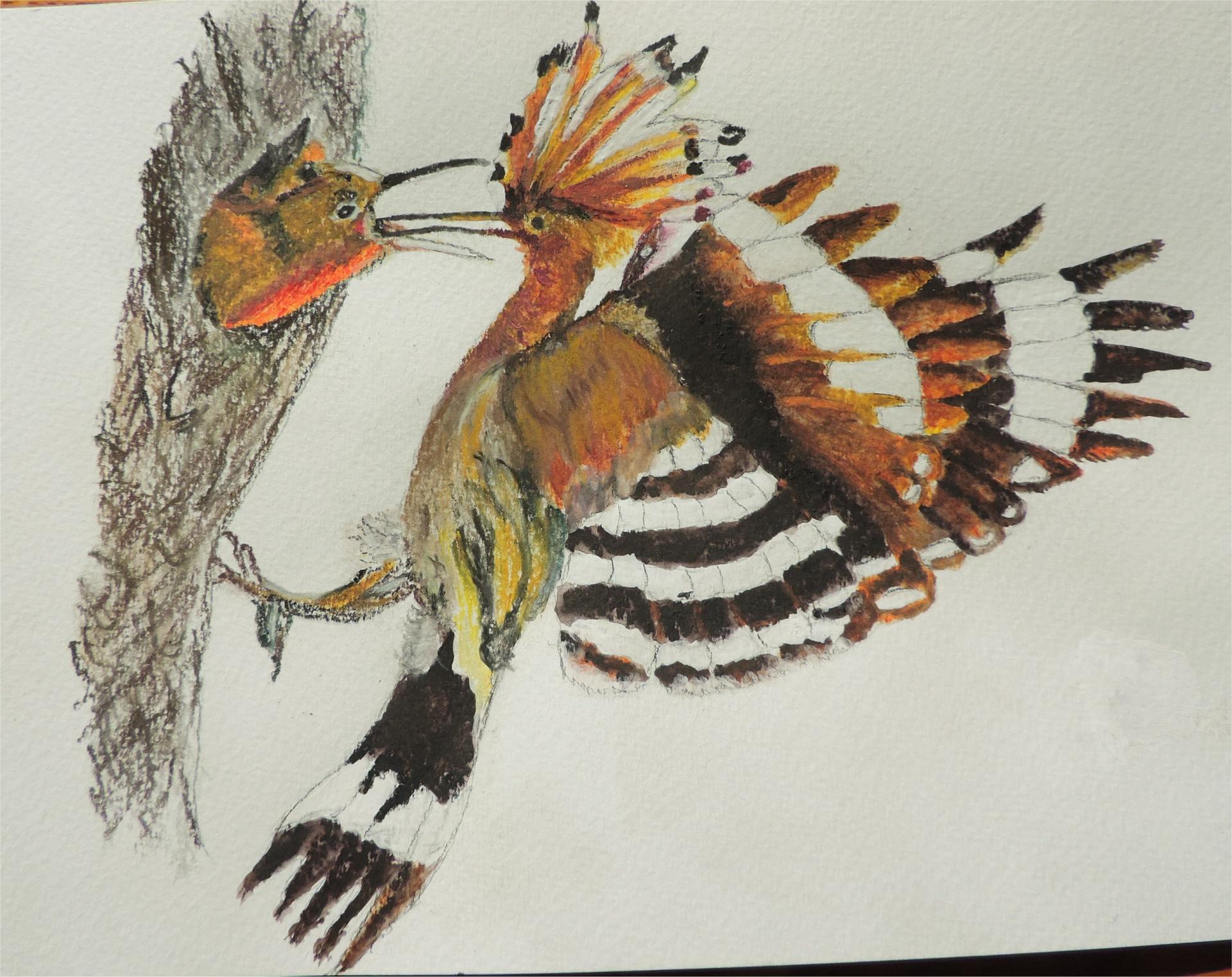 Huppe aux crayons aquarellables